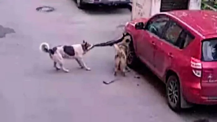 On the issue of harm from stray dogs - Dog, Danger, Urban environment, Radical animal protection, Pests, Problem, Society, Auto, Video, Youtube, Longpost