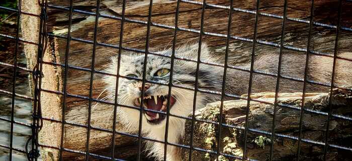 Manul is happy about Monday - Wild animals, Predatory animals, Pallas' cat, Cat family, Small cats, Zoo, The photo, Facebook (link)