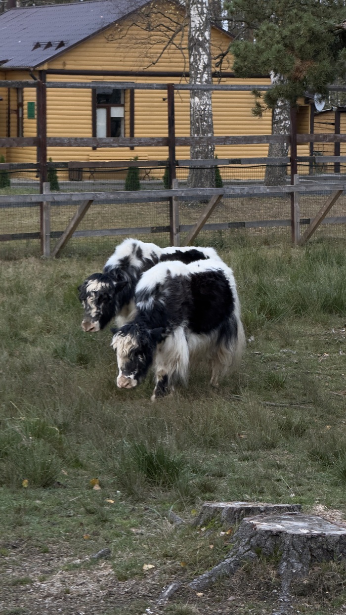 ���, ������� ������ �������