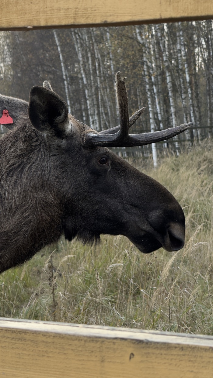 ���� ˸�� - ��� � ��������� �����, �� ���������