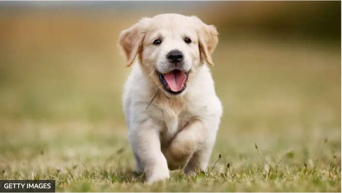 Из России в Финляндию перевезли сотни спасенных собак