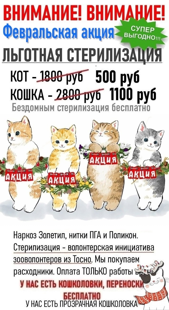 Report on my program of subsidized sterilization of homeless/domestic cats. From 09/02-10/07/24 43 cats were sterilized. Total 1,075 cats - My, Animal Rescue, Helping animals, cat, Tosno, Sterilization, Longpost, Video, Vertical video