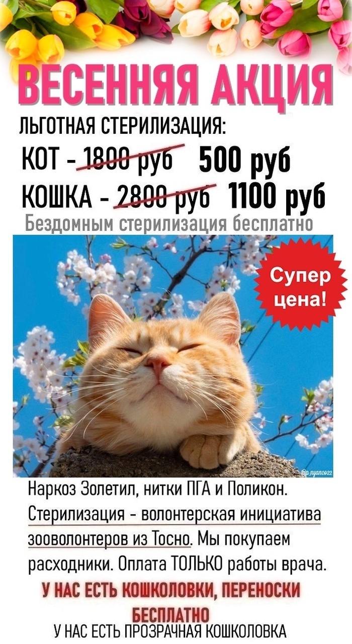 Report on my program of subsidized sterilization of homeless/domestic cats. From 09/02-10/07/24 43 cats were sterilized. Total 1,075 cats - My, Animal Rescue, Helping animals, cat, Tosno, Sterilization, Longpost, Video, Vertical video