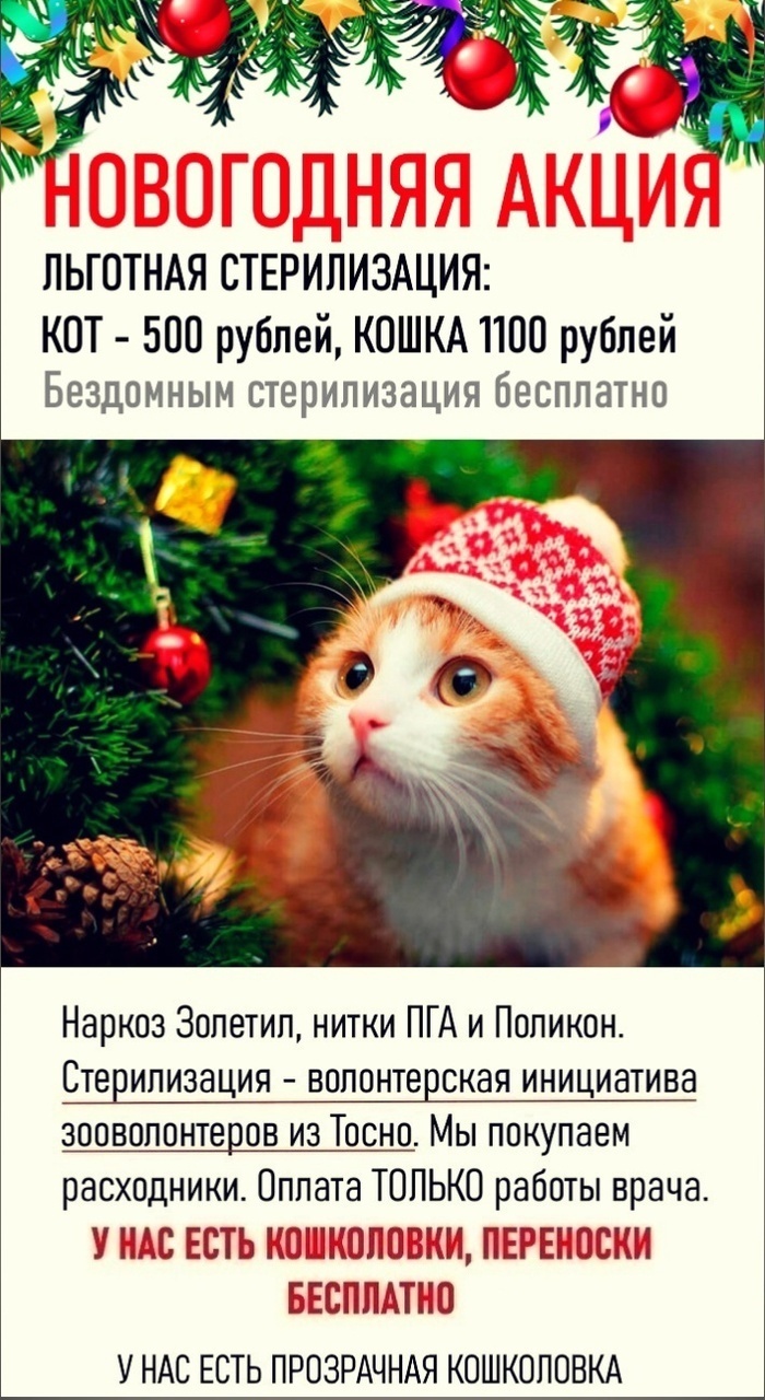 Report on my program of subsidized sterilization of homeless/domestic cats. From 09/02-10/07/24 43 cats were sterilized. Total 1,075 cats - My, Animal Rescue, Helping animals, cat, Tosno, Sterilization, Longpost, Video, Vertical video