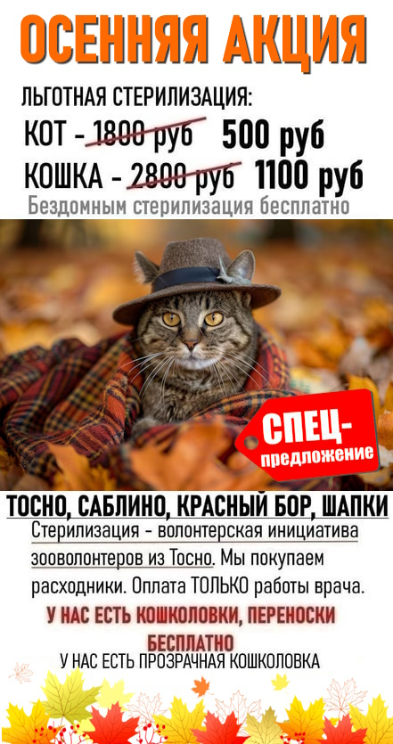 Report on my program of subsidized sterilization of homeless/domestic cats. From 09/02-10/07/24 43 cats were sterilized. Total 1,075 cats - My, Animal Rescue, Helping animals, cat, Tosno, Sterilization, Longpost, Video, Vertical video