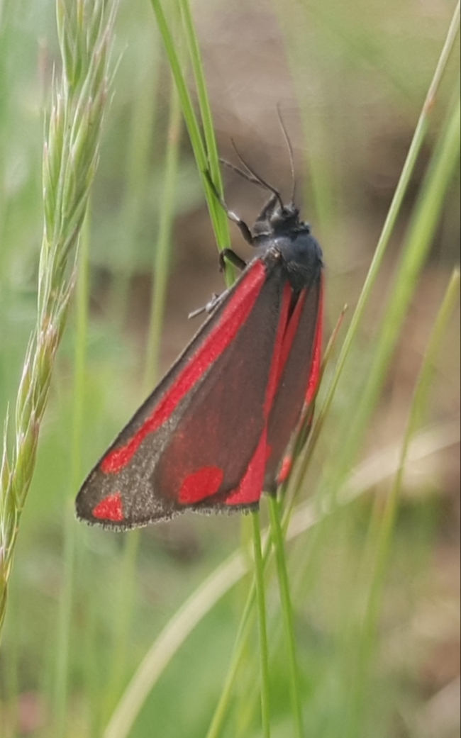 Black and red. Was also black and yellow. - My, Butterfly, Butterfly, Entomology, Lepidopterology, Macro photography, Mobile photography, Steppe, Caterpillar, Video, Vertical video, Longpost