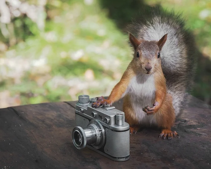 Let me take a photo! - Squirrel, Rodents, Wild animals, The photo, VKontakte (link), Longpost