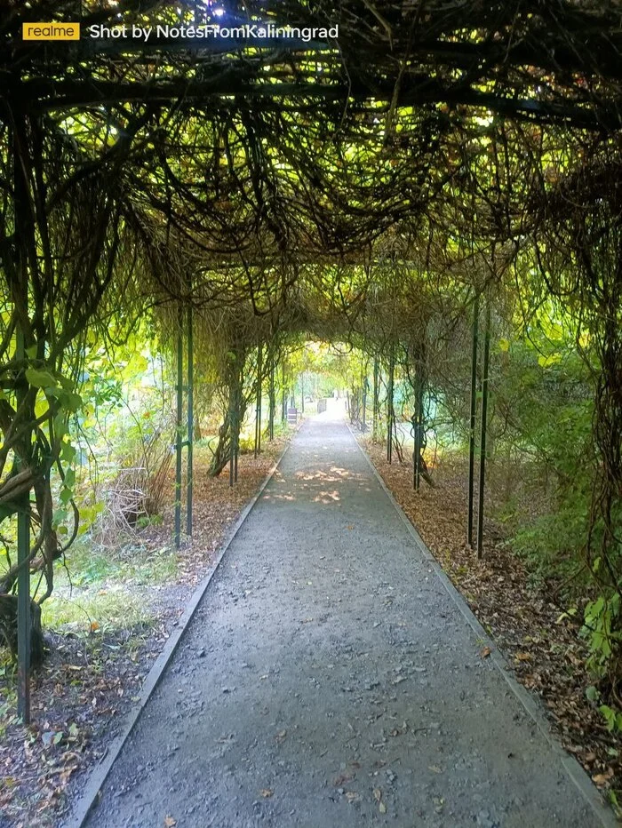 Walk - My, City walk, Street photography, Kaliningrad, Kaliningrad region, The photo, Botanical Garden, Nature, Longpost