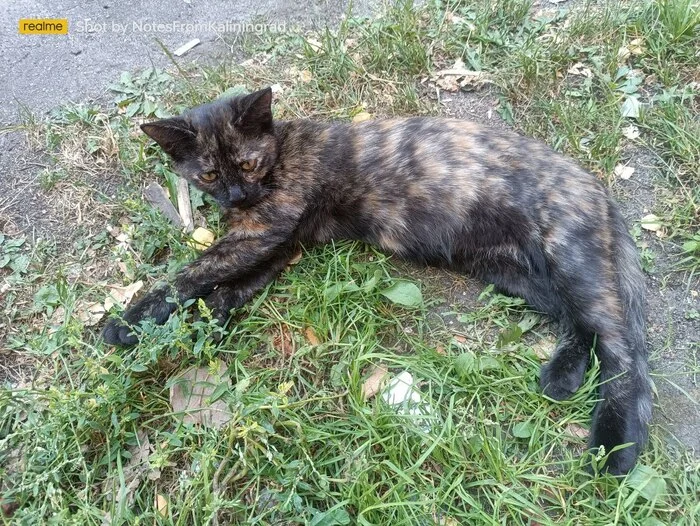 City beauties - My, cat, Kaliningrad, City walk, Fluffy, Pet the cat, Kaliningrad region, Street photography, The photo