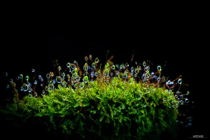 Water drops on moss - My, The photo, Planet Earth, Photographer, Moss, beauty, Plants, Beautiful view, Bloom