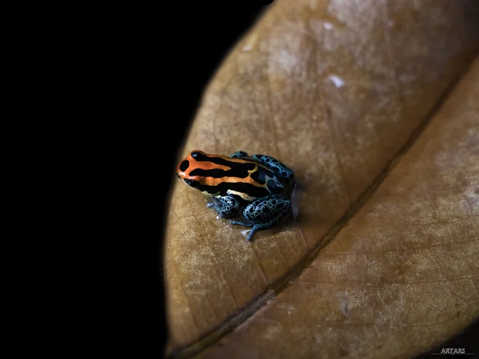 Ranitomeya amazonica Iquitos | Древесные лягушки - Моё, Планета Земля, Террариумистика, Животные, Познавательно, Фотография, Лягушки, Фотограф, Редкий вид