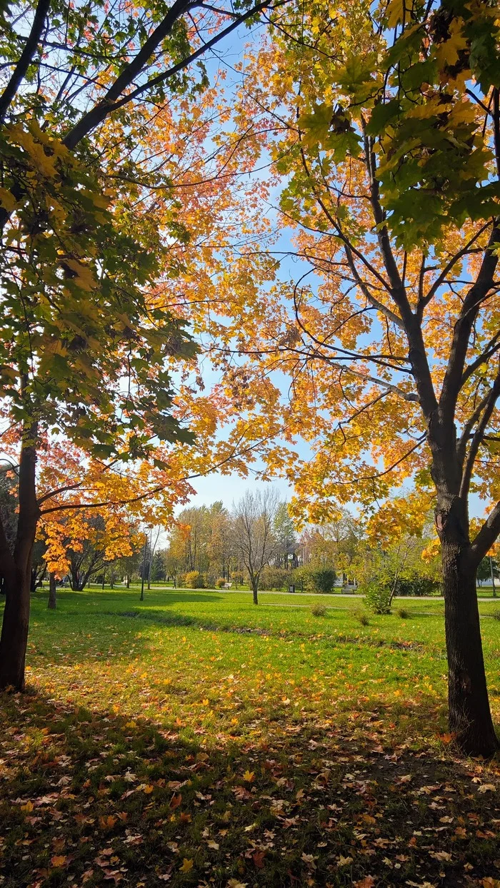 Door to Autumn - My, Landscape, Autumn, Mobile photography, October, Tree, Nature, The park