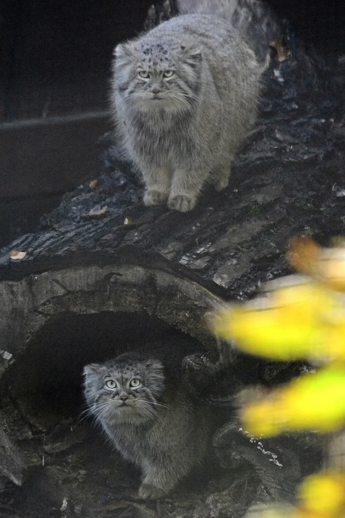 Manul's bustle in Gdansk - Pallas' cat, Small cats, Cat family, Predatory animals, Wild animals, Zoo, The photo, Video, Vertical video, Facebook (link), Longpost, Soundless