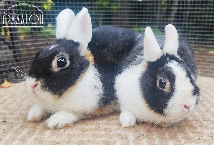 What is the difference between a decorative rabbit and a dwarf rabbit? - My, Survey, Animals, Rabbit, Biology, Pets, Rabbit breeding, Dwarf rabbits, Question, Ask Peekaboo, Longpost