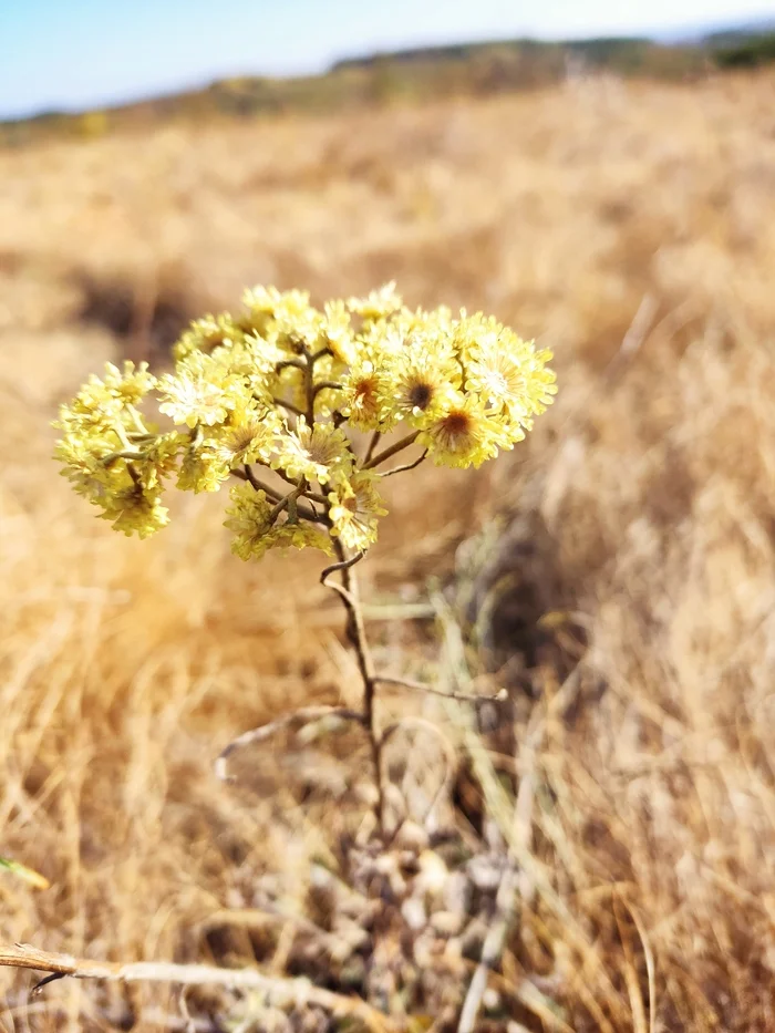 Autumn harvest - My, Reference, The photo, Mobile photography, Nature, The nature of Russia, Longpost, Artist, Field, Chernozemye