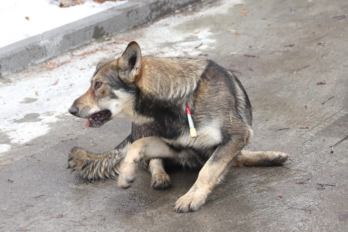 Почти усыплённое животное