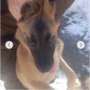 Обездвиженное животное, для чёткого фото