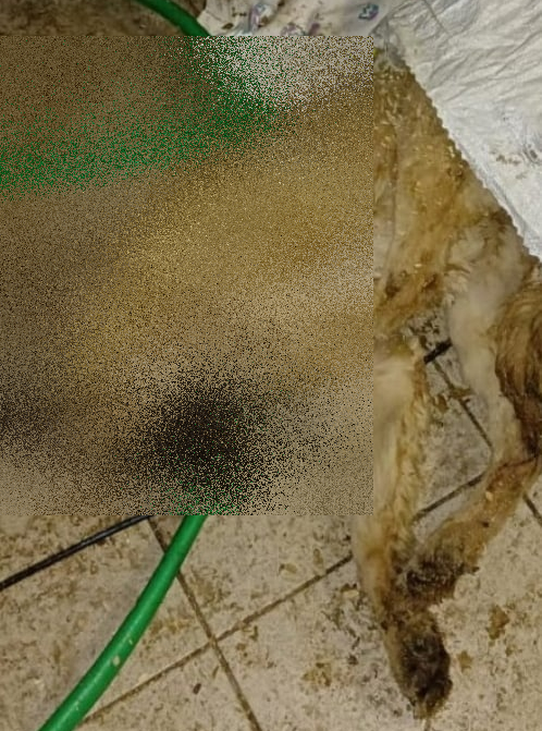 Да, есть и трупы.