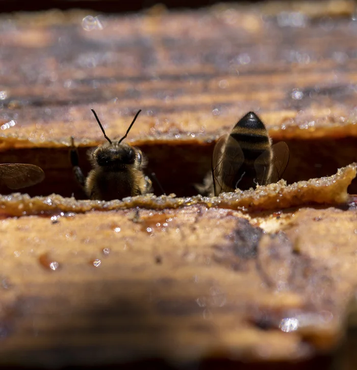 Bees - My, Bees, Insects, Close-up