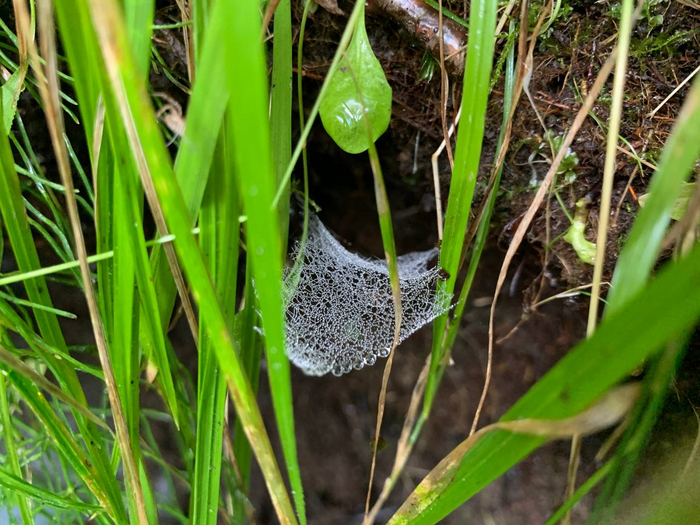 The web as a work of art - Web, Arachnids, wildlife, Arthropods, The photo, beauty, Telegram (link), Longpost