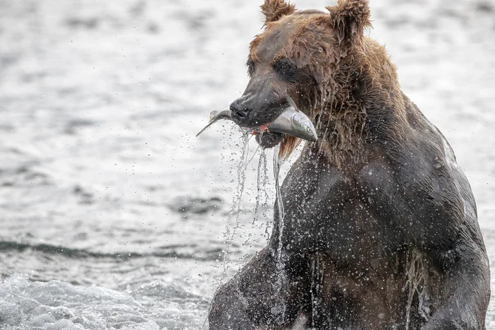 Mr. Olympia - My, The Bears, Kamchatka, Fishing, Photo hunting, Brown bears, Wild animals, The photo