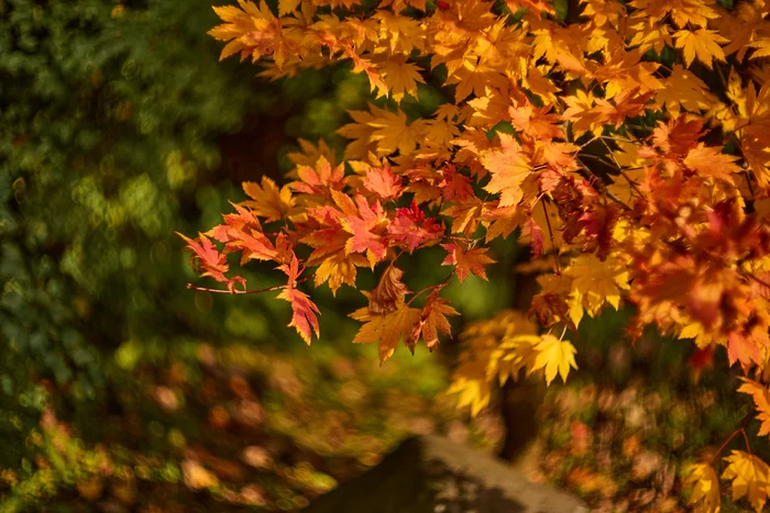 Autumn motives - My, The photo, Autumn, Japanese Garden, Botanical Garden, Longpost