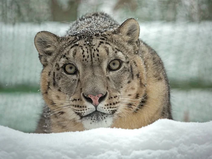 Unearthly beauty - Snow Leopard, Wild animals, Predatory animals, Cat family, Big cats, Novosibirsk Zoo, beauty, Snow, The photo, Telegram (link), Longpost