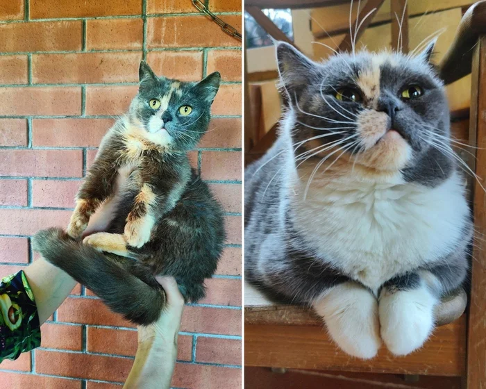 Before and after from the black-bred Munchkin kitty - My, Tosno, cat, Animal Rescue, Munchkin, Breeding, Unscrupulous breeder, Longpost