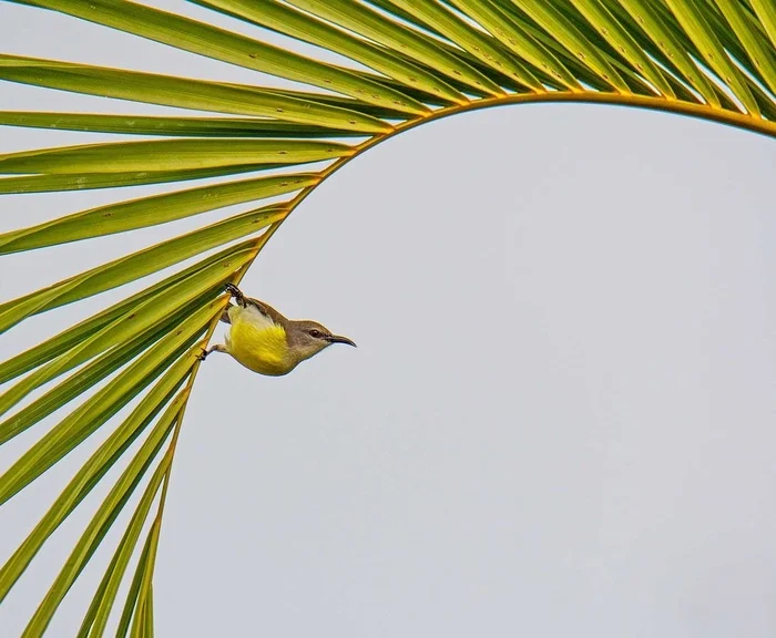 She is like the wind - Nectar, Passeriformes, Birds, Wild animals, wildlife, Branch, Plants, India, The photo