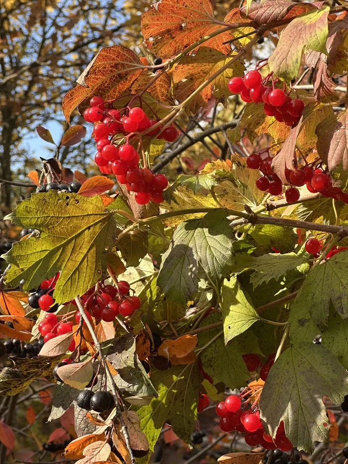 Pushkin's autumn... - My, Autumn, Teplishko