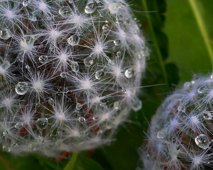 What do dandelions hide. How do I create them? - My, Process, Handmade, Workshop, Needlework without process, Needlework with process, Hobby, Art, Creation, Master, Decoration, For women, Accessories, Bijouterie, Presents, Dandelion, Flowers, Earrings, Brooch, Longpost