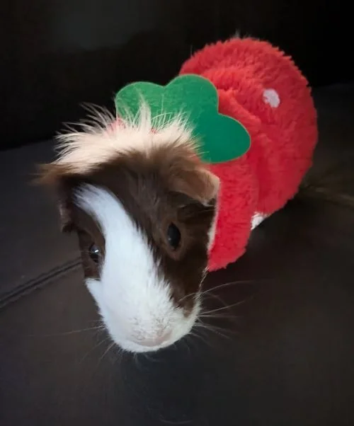 Who said strawberry season is over? - My, Humor, Guinea pig, Picture with text, Pets, Longpost