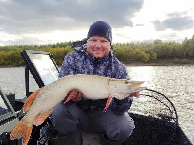 Rare albino pike caught in Arctic Circle - Pike, Albino, Rarity, A fish, Wild animals, Ugra, Fishing, Catch, VKontakte (link)