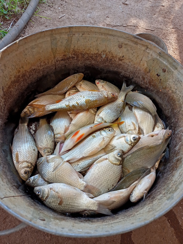 Наш улов, когда мы ездили на рыбалку всей семьёй