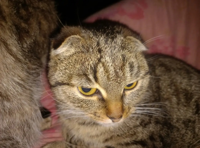 Серьёзный взгляд)