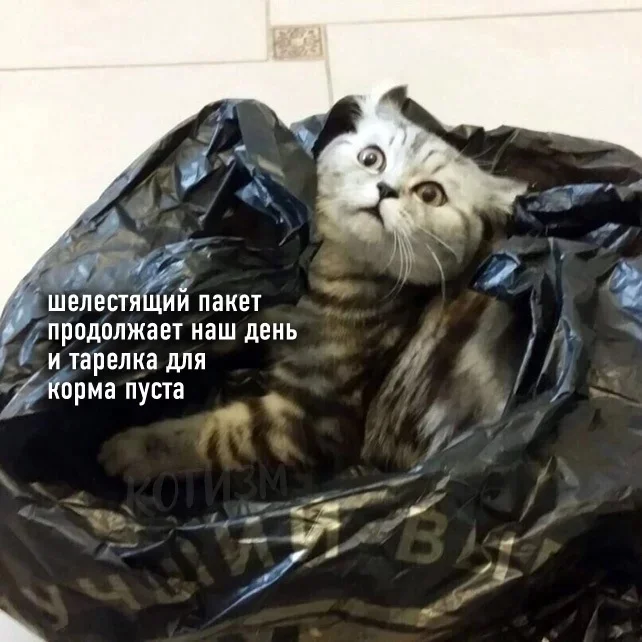 Tygydyk. Kitty Tsoi - Viktor Tsoi, cat, Tygydyk, In contact with, Longpost, Repeat