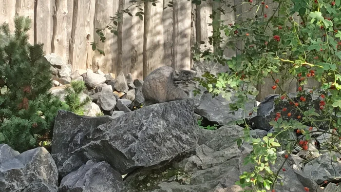 All sorts of people walk around here... - My, Pallas' cat, Zoo, Berlin, The photo, Animals, Longpost, Small cats, Cat family, Wild animals, Predatory animals