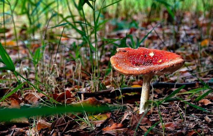 У нас (в Голландии) пора грибов, и мухоморы из них самые фотогеничные, их фотографируют чаще всего. Фото сделала вчера, специально искала мухоморчики и вот нашла.