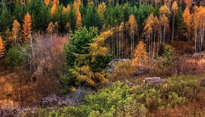 Colourful autumn - My, The photo, Canon, Middle Ural, Nature, Landscape, Autumn, Forest, Beautiful view, Conifers, Perspective