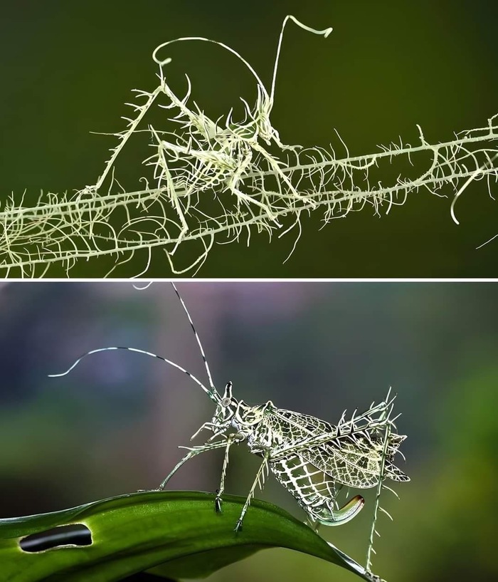 Эффектный кузнечик