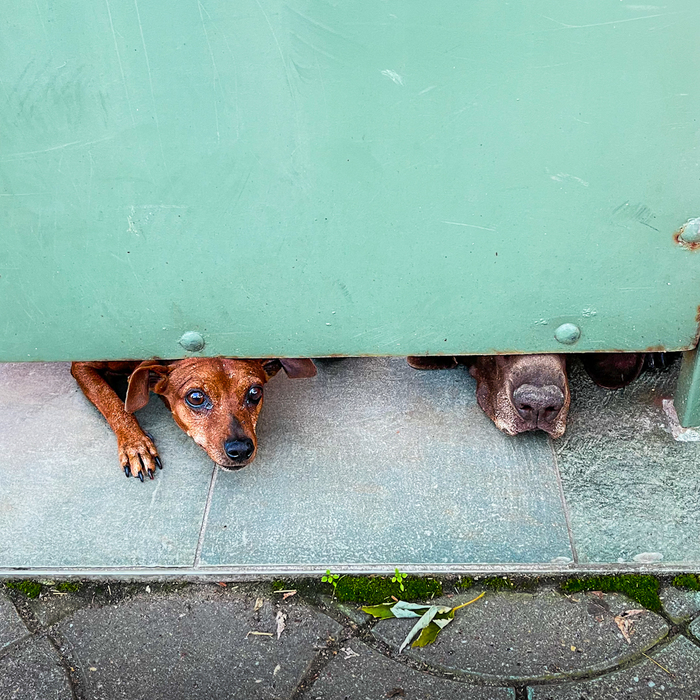 Собаки на улице 45 - Носы