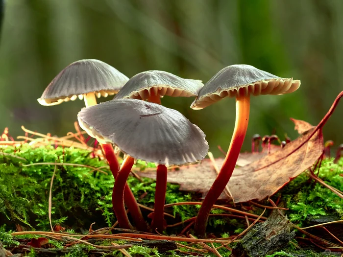 Mushrooms (macro) - My, Macro photography, Mushrooms, Forest, Autumn, Moscow, Longpost