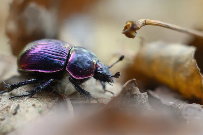 Would you like a beetle? - My, Macro photography, The photo, Forest, Primorsky Krai, Жуки, Beetles