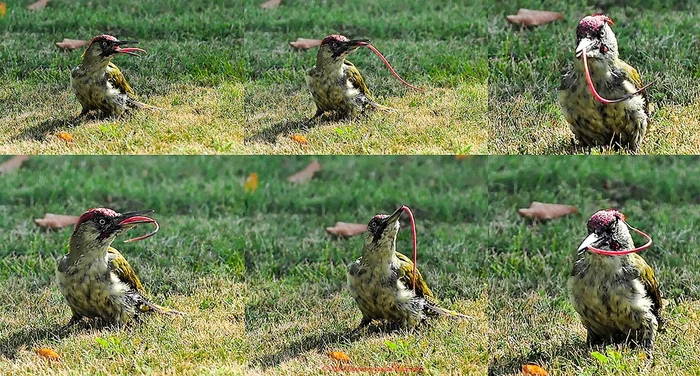 Woodpecker's tongue: so long that it wraps around the skull and protects the brain from concussion - My, In the animal world, Animals, Around the world, Wild animals, Facts, Nature, Language, Woodpeckers, Biology, Birds, Video, Vertical video, Longpost