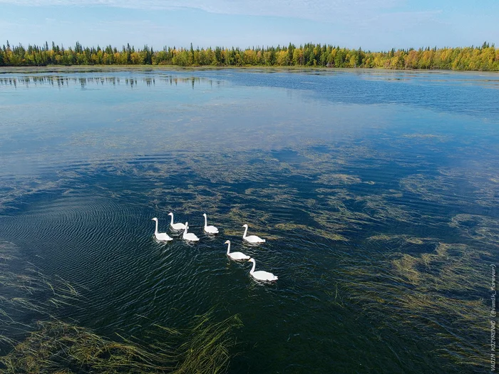 Autumn has splashed colors... - My, Sky, The photo, Swans, Arctic, North, Nao, Autumn, Drone, Longpost