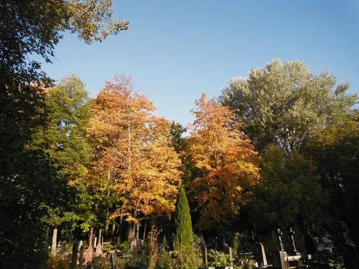 10 kilometers of autumn morning - My, The photo, Autumn, Walk, On foot, Tree, House, Leaves, In contact with, Longpost