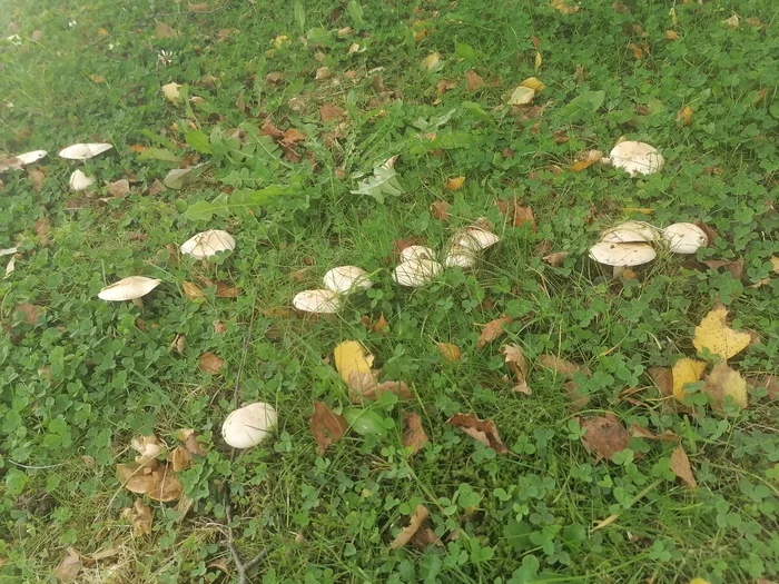 Question for mushroom pickers - Mushrooms, Mushroom pickers, Nature, Question, Ask Peekaboo