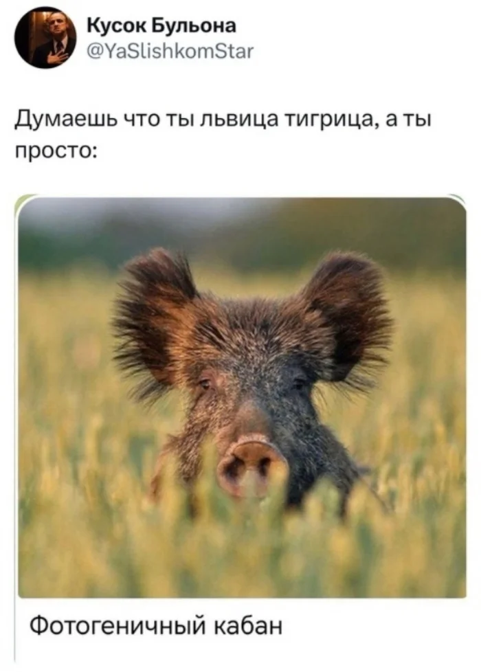 And anyway, you are Mikhalych and you have to go to the factory tomorrow - Memes, Humor, Picture with text, Twitter, Boar, The photo, Photogenic, Strange humor, Screenshot