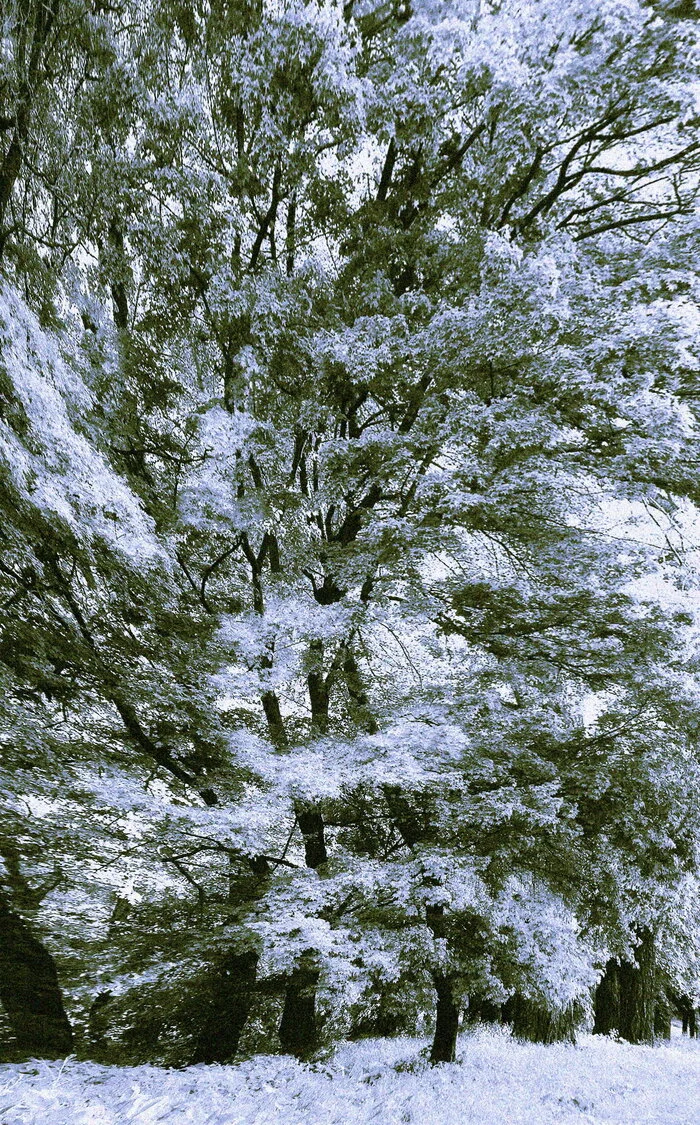 Infra tree - My, The photo, Infrared, Tree