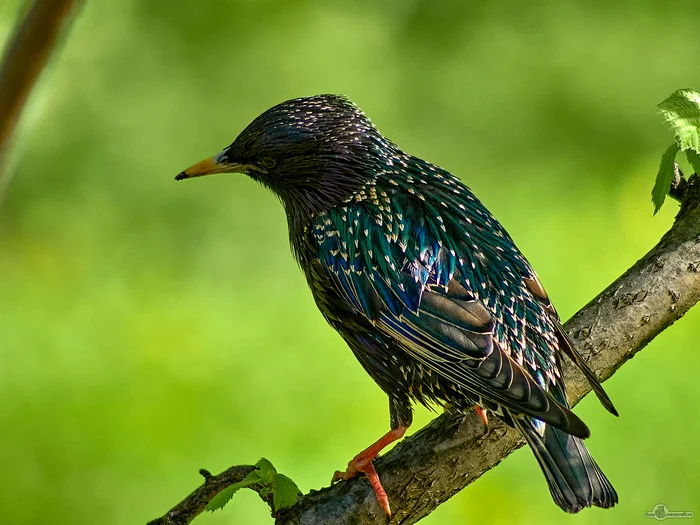 Starling - My, Botanical Garden, Moscow, Spring, Birds, Starling, Feathers